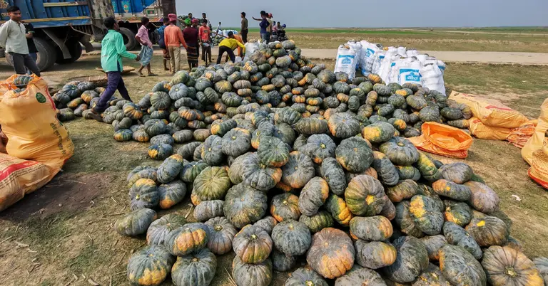 নেত্রকোণায় মিষ্টি কুমড়ার বাম্পার ফলন